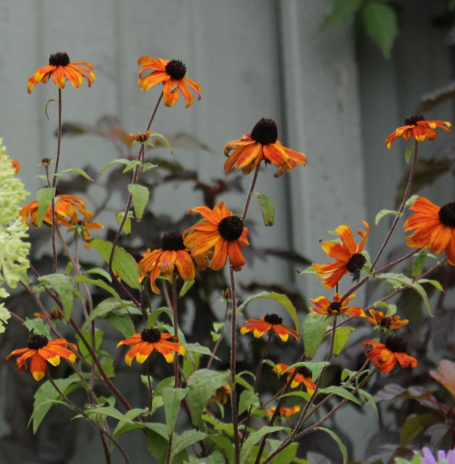 Echinacea Sunseekers Orange